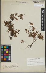 Foto von Salix lapponum L. x Salix rotundifolia Trautv.